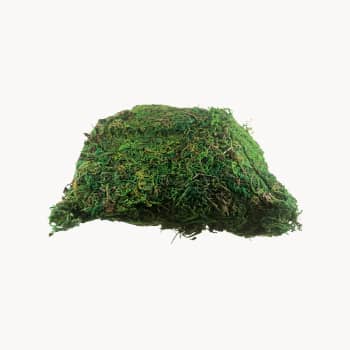 Musgo verde decorativo 50 g para Belén