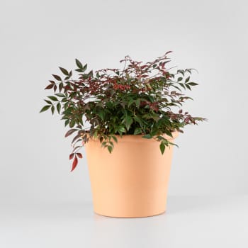 Nandina doméstica 'Obsessed Seika'