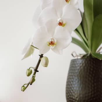 Orquídea Premium Phalaenopsis 'Formidablo' blanca