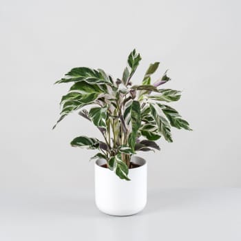 Calathea lietzei 'Fusion White'