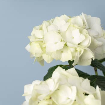 Hortensia de Interior blanca