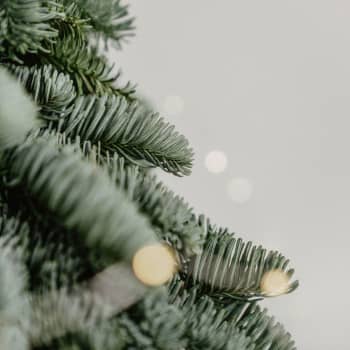 Árbol natural de ramas de abeto