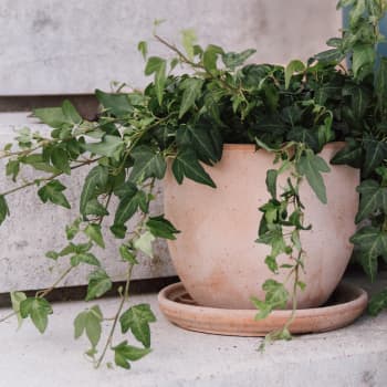 Maceta Discom Toscana siena (Macetero)