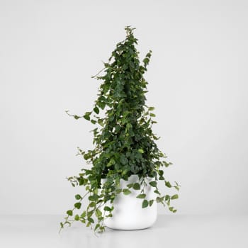 Ficus pumila