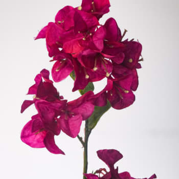 Rama de Bougainvillea artificial