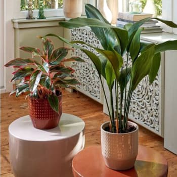 Maceta de Interior Nola beige