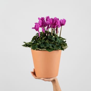 Cyclamen 'Super Serie XL' fucsia