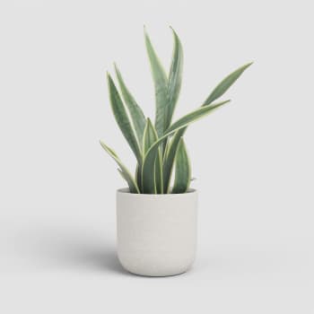 Maceta de Interior Artevasi Atlas crema mate