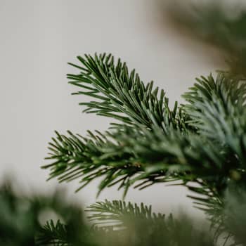 Árbol de Navidad Natural Nordmanniana (cortado)