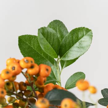 Bonsai Espino de fuego (Pyracantha)