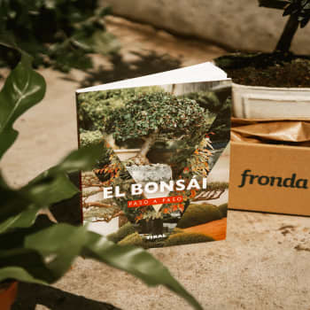 Pack Experiencia Bonsái - Avanzado (Olivo 9 años)