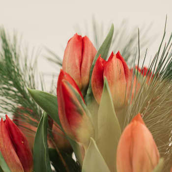 Navidad Esencial - Ramo de Tulipanes