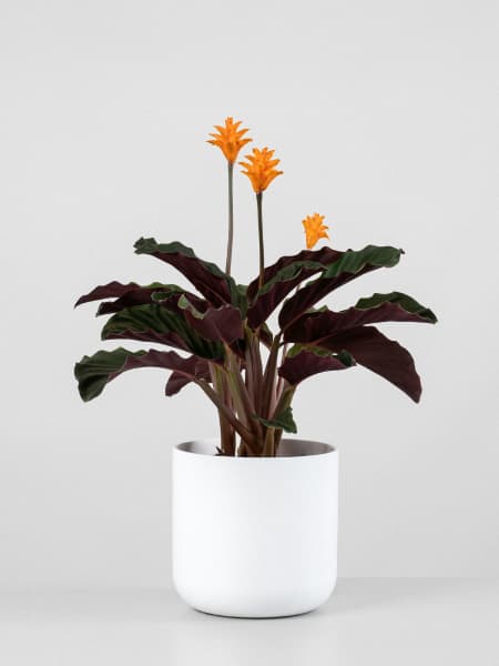 Calathea crocata 'Tassmania'