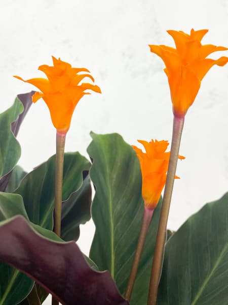 Calathea crocata 'Tassmania'