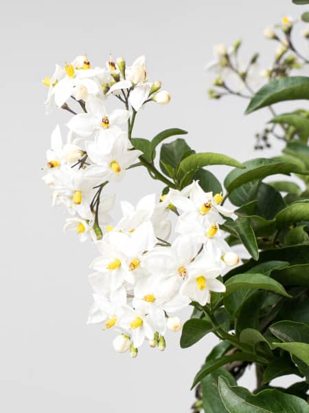 Solanum jasminoides