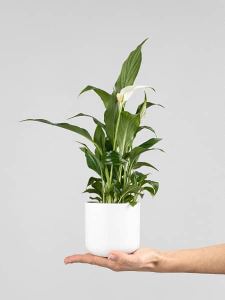 Espatifilo (spathiphyllum) Mini