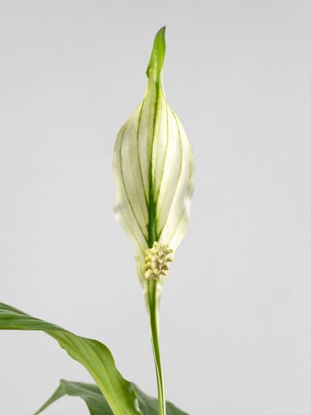 Espatifilo (spathiphyllum) Mini