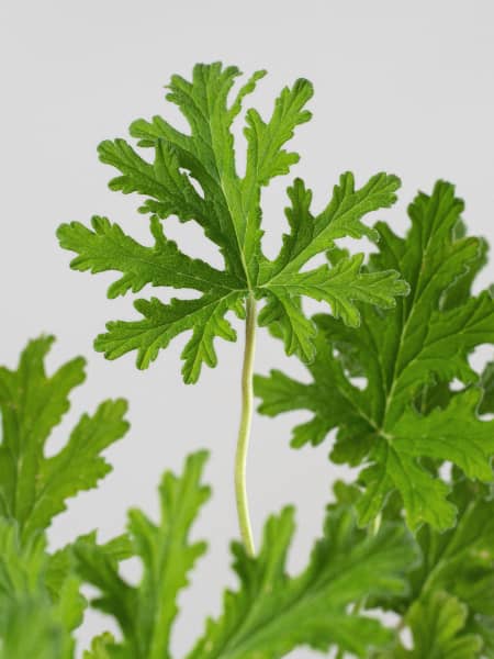 Geranio aromático (Pelargonium graveolens)