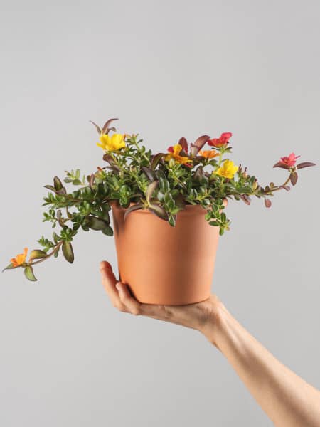 Portulaca umbraticola