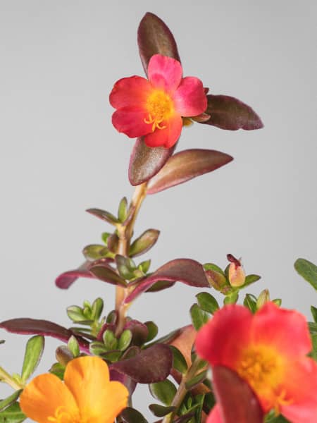 Portulaca umbraticola