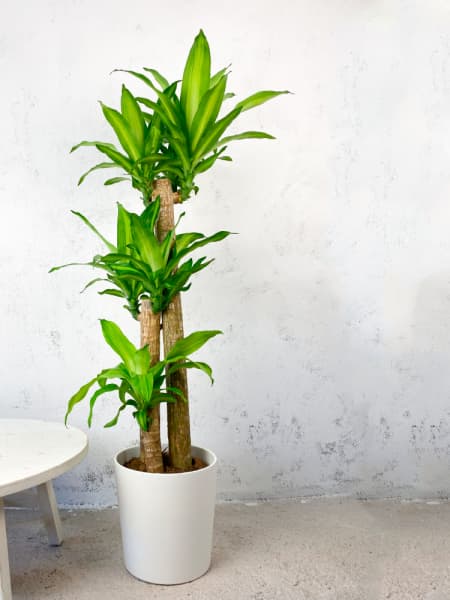 Dracaena fragrans 'Massangeana'