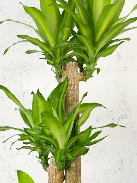Dracaena fragrans 'Massangeana'