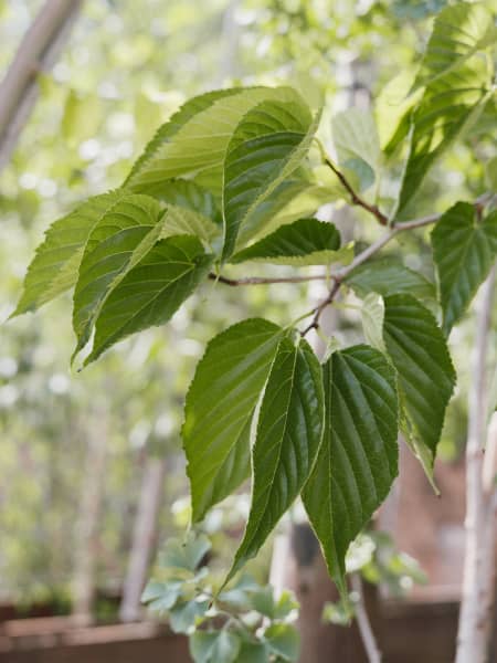 Morus alba 'Fruitless'