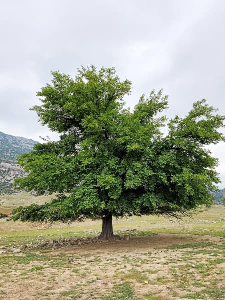 Morus alba 'Fruitless'