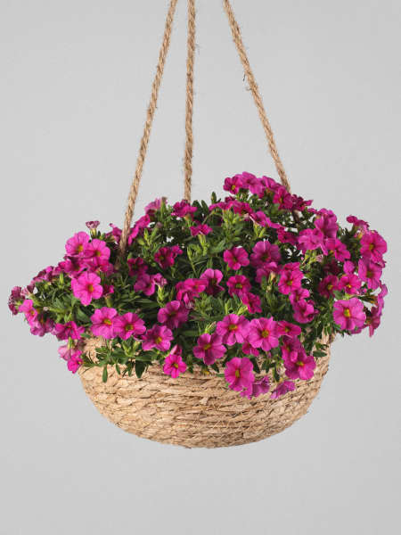 Calibrachoa