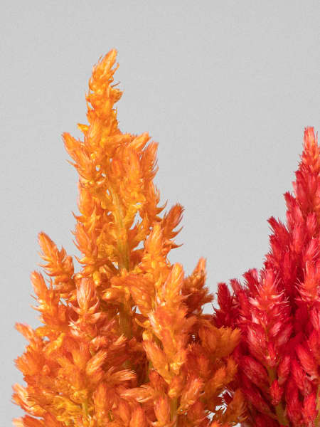 Celosia argentea var. plumosa