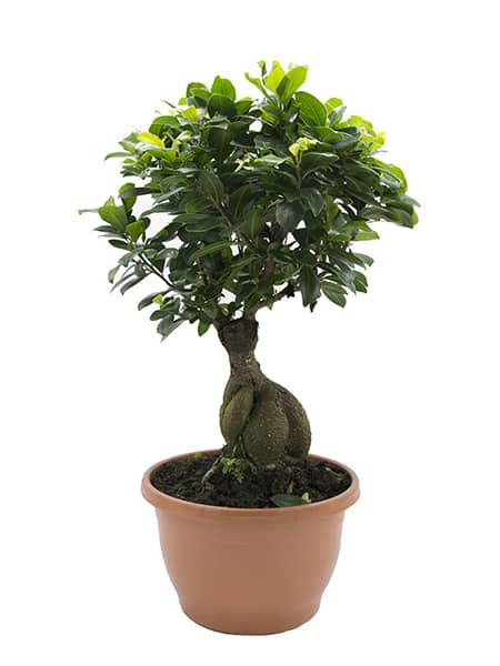 Bonsai Ficus microcarpa 'Ginseng'