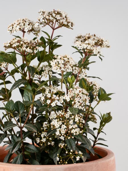 Viburnum tinus (Durillo Común)