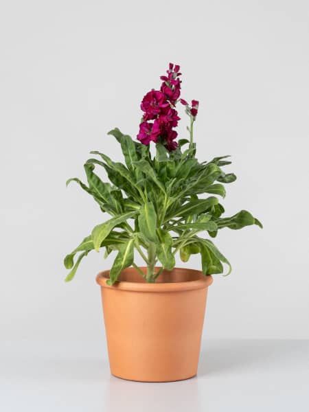 Matthiola Incana de flor simple (Alhelí)