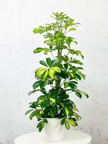 Schefflera 'Gold Capella'