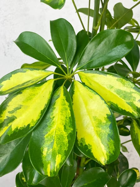 Schefflera 'Gold Capella'