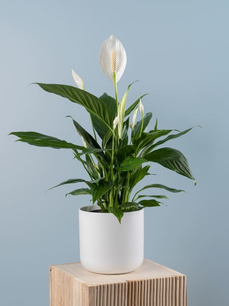 Espatifilo (spathiphyllum)