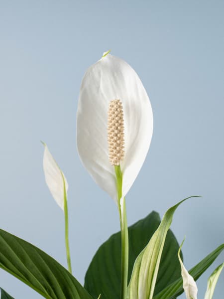 Espatifilo (spathiphyllum)