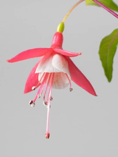 Fuchsia (Pendientes de la reina)