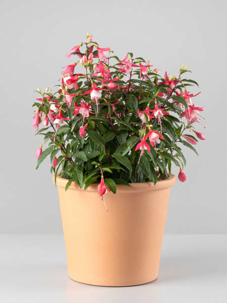 Fuchsia (Pendientes de la reina)