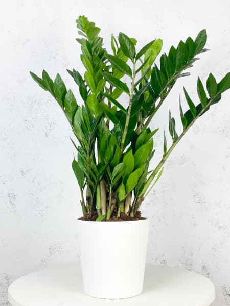 Zamioculcas zamiifolia