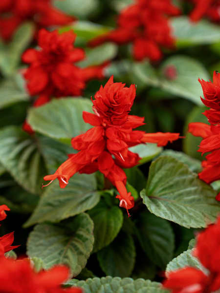 Salvia splendens