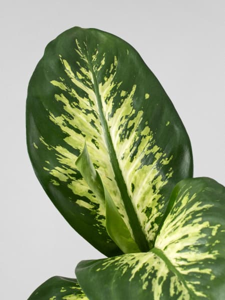 Dieffenbachia 'Tropic Lemon'