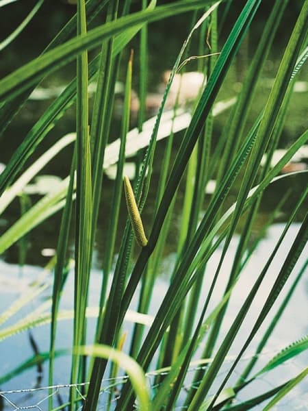 Acorus Calamus - Planta palustre de estanque