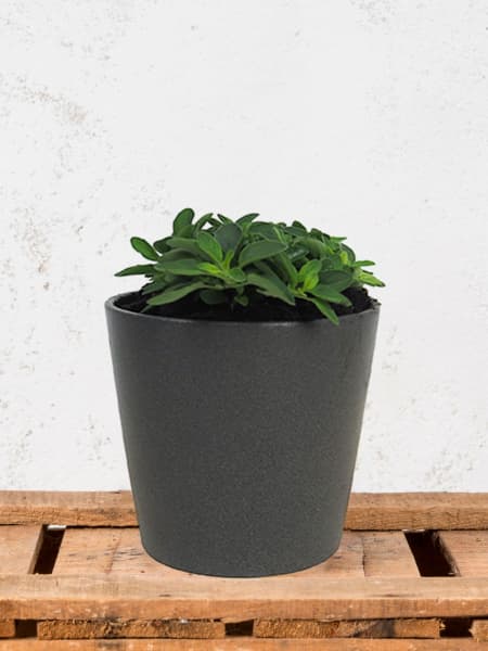 Orégano (origanum vulgare) - Planta aromática