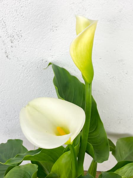 Cala blanca (zantedeschia aethiopica)