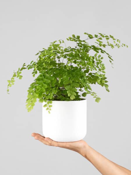 Helecho Adiantum raddianum 'Fragans'