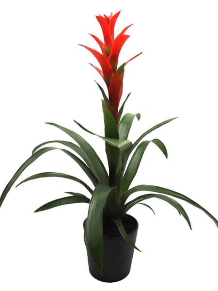 Guzmania variada