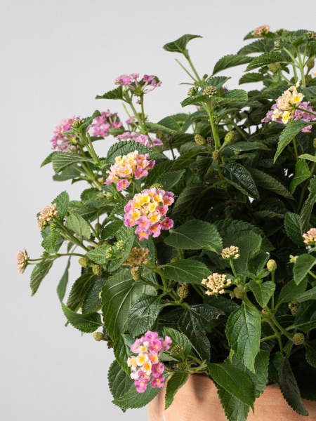 Lantana camara