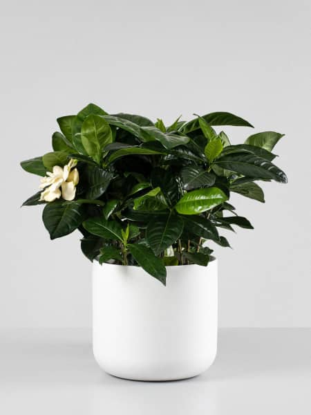 Gardenia jasminoides