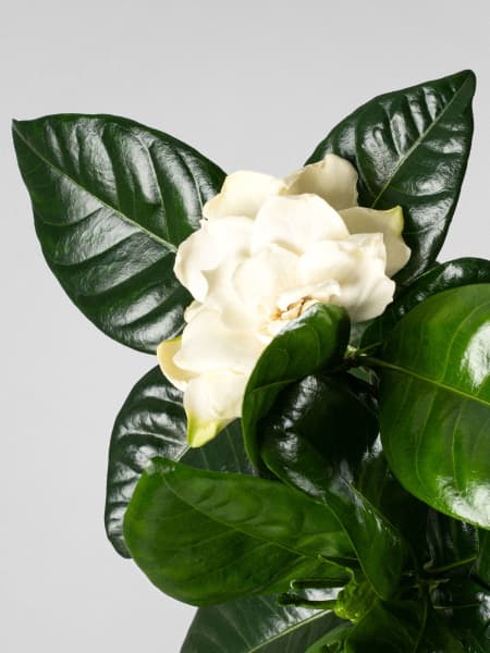 Gardenia jasminoides